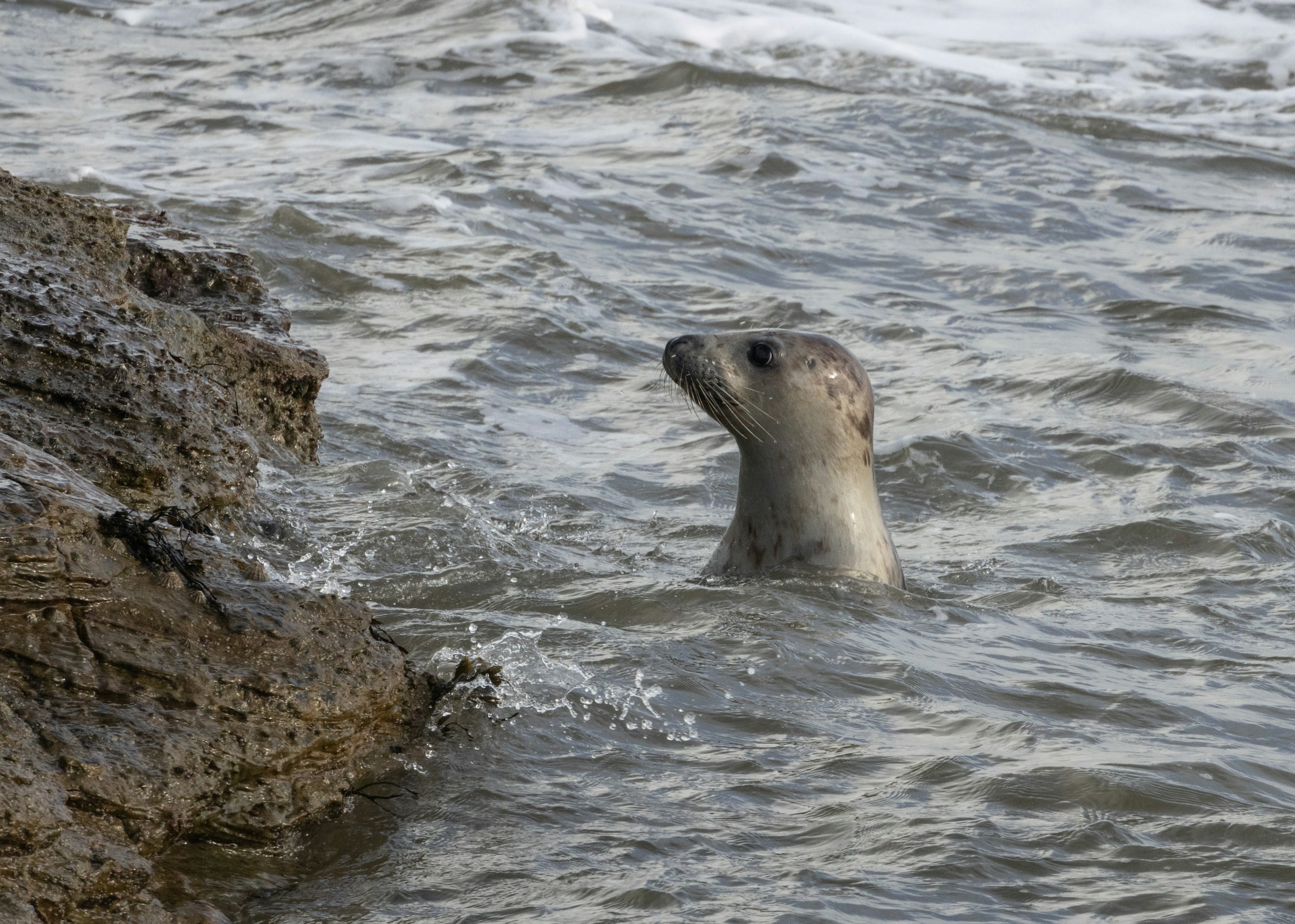 Seal Rock, Oregon: Tide Pools, Quiet Beaches & Where to Stay