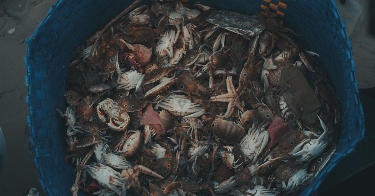 Annual Seafood & Craft Show