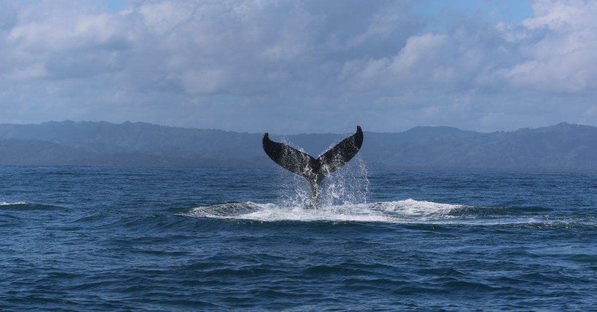 Oregon Coast Winter Whale Watch Week