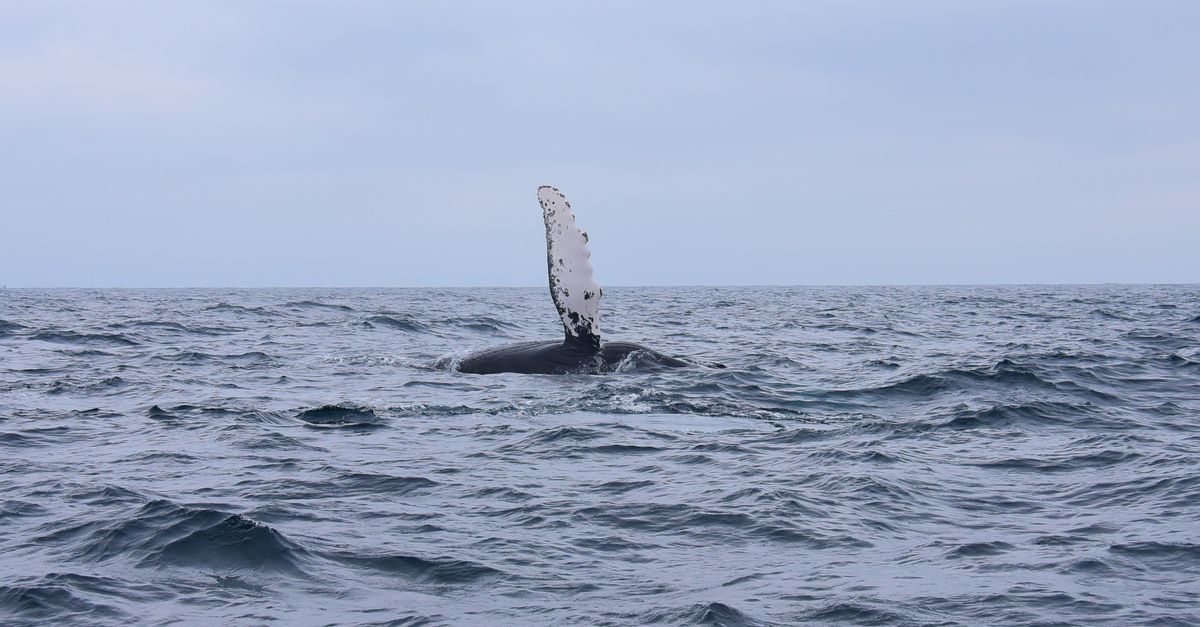 Oregon Coast Winter Whale Watch Week