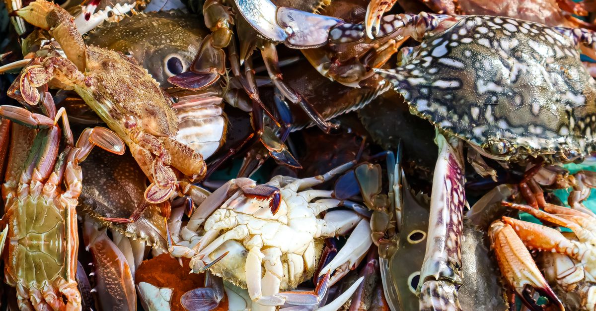 Chowder Cook Off & Various Happenings