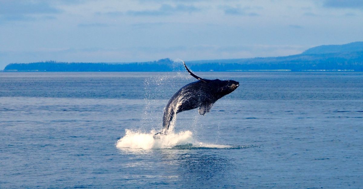 Oregon Coast Spring Whale Watch Week