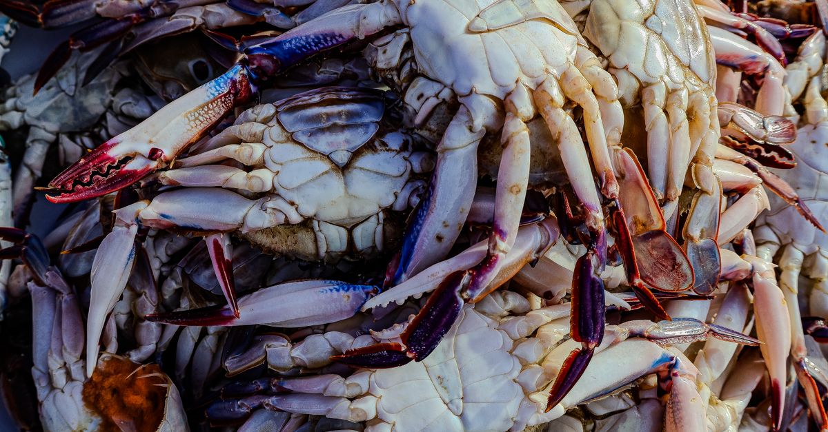Chowder Cook Off & Various Happenings