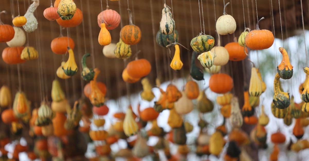 Annual Autumn Rocktober Fest