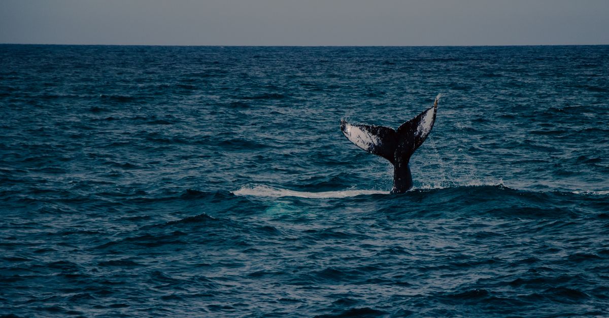 Annual Whale of a Quilt Show