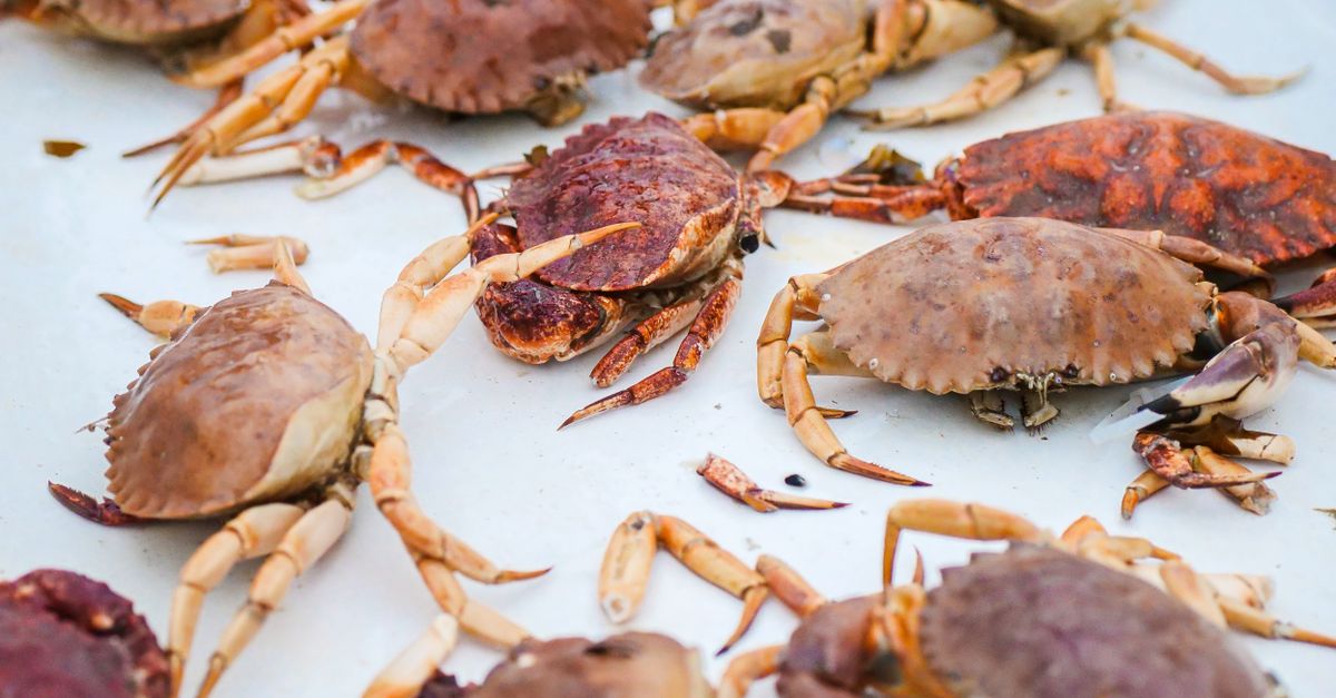 Annual Seafood & Craft Show