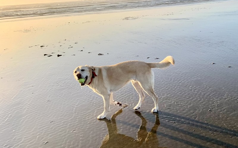 Cannon Beach Dog Friendly Cabins & Cottages