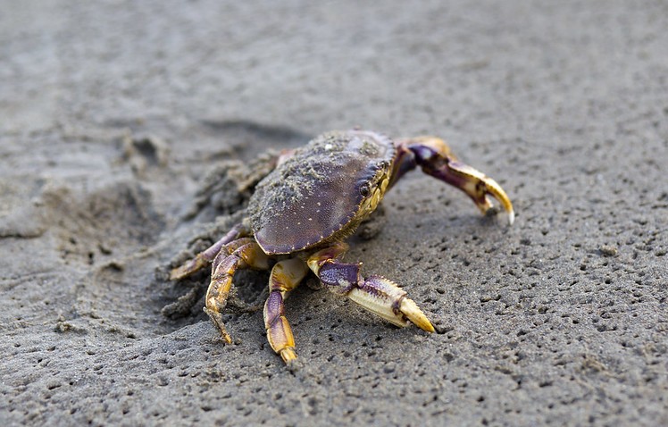 10 Best Oregon Coast Crabbing Spots: Where to Go