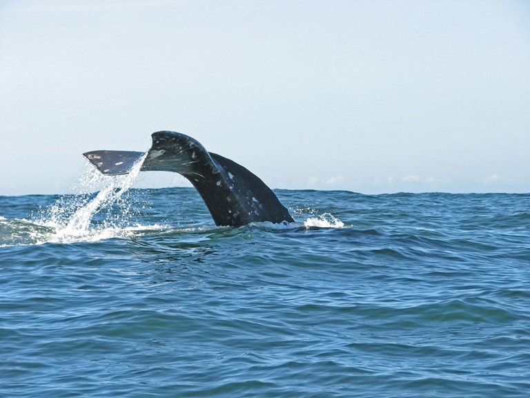 Best Places to Stay for Oregon Coast Whale Watching