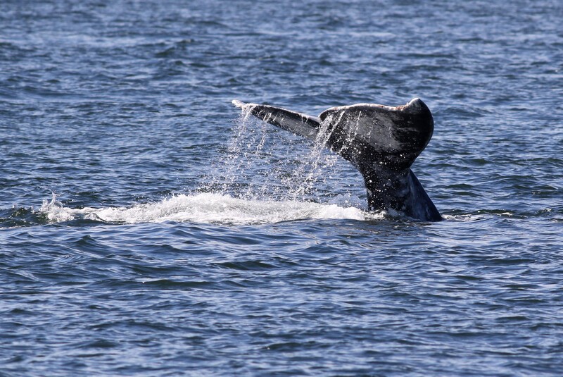 Whale Watching on the Oregon Coast: Spring Break Adventure