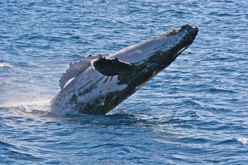 Whale Watching in Washington State
